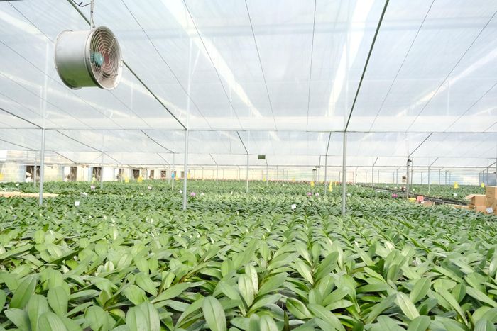 Cùng với đầu tư công nghệ, việc chủ động nguồn giống đang được các doanh nghiệp chú trọng 