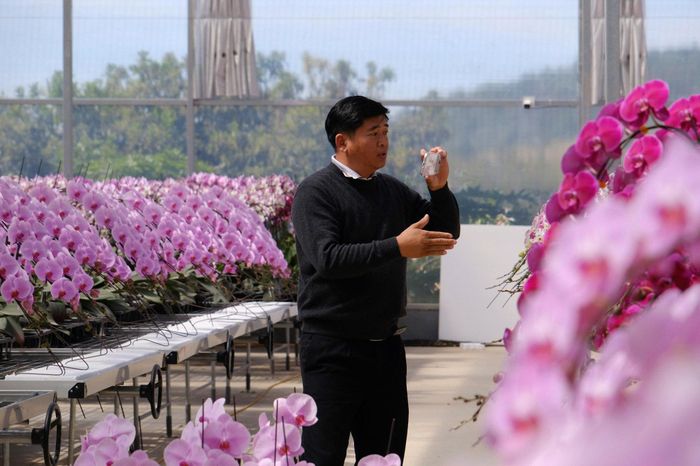 Ông Phan Thanh Sang, Chủ tịch Hiệp hội Hoa Đà Lạt thực hiện livestream giới thiệu sản phẩm tới các khách hàng