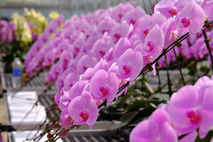 Lan Hồ điệp đang cho thấy dư địa phát triển lớn, góp phần làm giàu cho quê hương Lâm Đồng