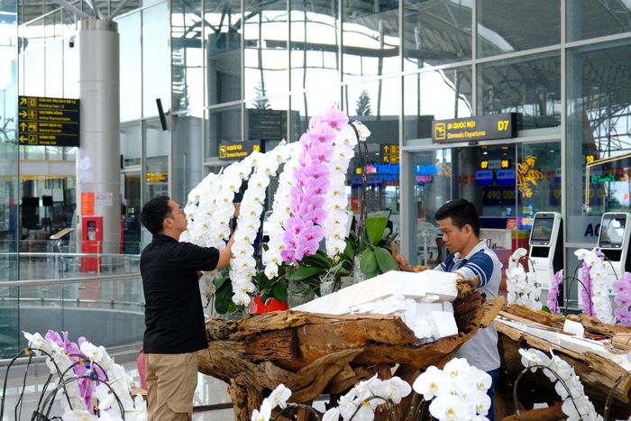 Lan Hồ điệp tỉnh Lâm Đồng là một trong những nhóm hoa có giá trị kinh tế cao, ngày càng được thị trường ưa chuộng nhờ màu sắc đa dạng, kiểu dáng phong phú, độ bền hoa cao