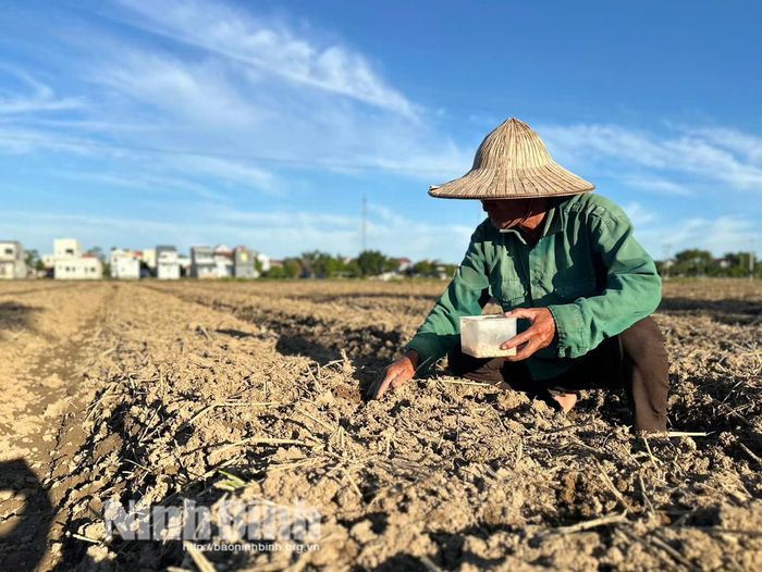 Ông Vũ Văn Thược, thôn Quang Trung, xã Đồng Thái cẩn thận tra từng hạt giống đảm bảo đúng kỹ thuật và mật độ.