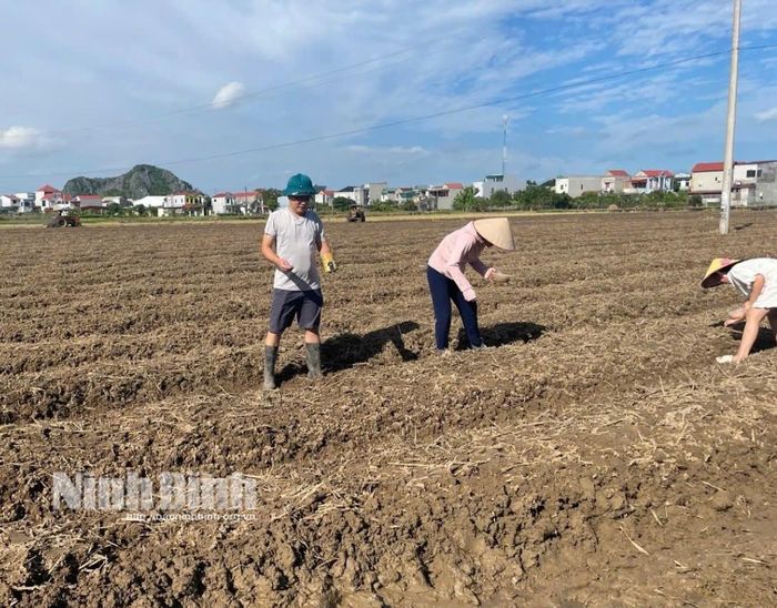 Nông dân xã Đồng Thái khẩn trương xuống giống các loại cây trồng vụ Đông sớm ngay sau khi thu hoạch lúa Mùa.