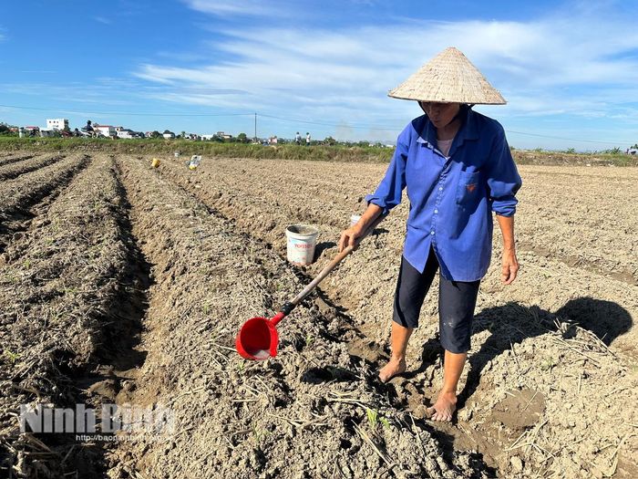 Ngay sau khi xuống giống, nông dân xã Yên Từ lại tập trung chăm bón, đảm bảo cho cây trồng vụ Đông phát triển khỏe mạnh, cho năng suất cao.