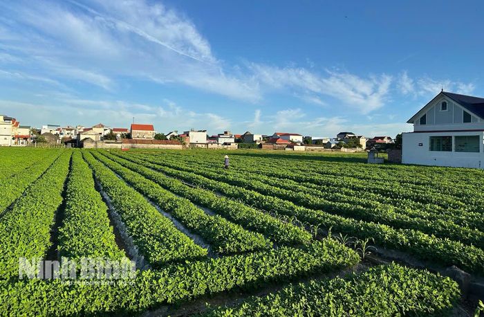 Những dải cây màu vụ Đông gieo trồng sớm phủ xanh bạt ngàn trên các cánh đồng chuyên màu Đông Thôn, xã Đồng Thái.