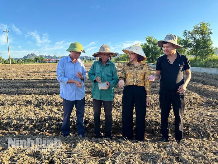 Cán bộ kỹ thuật và đại diện HTX nông nghiệp Phú Lâm (xã Đồng Thái) trao đổi, kiểm tra chất lượng hạt giống cùng bà con nông dân trước khi xuống giống.