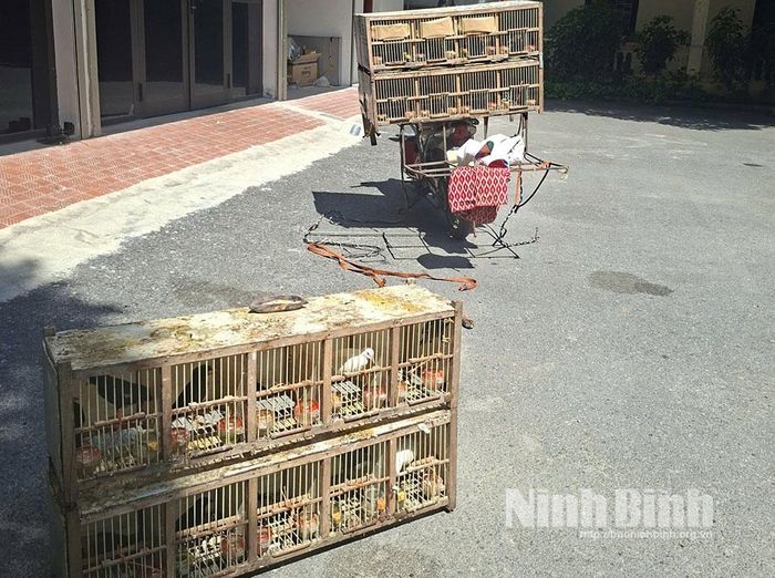 Các cá thể động vật hoang dã được thu giữ trên địa bàn tỉnh.
