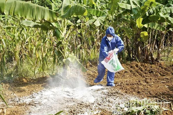 Việc tiêu hủy lợn nhiễm bệnh được thực hiện đúng quy trình, không để mầm dịch lây lan.