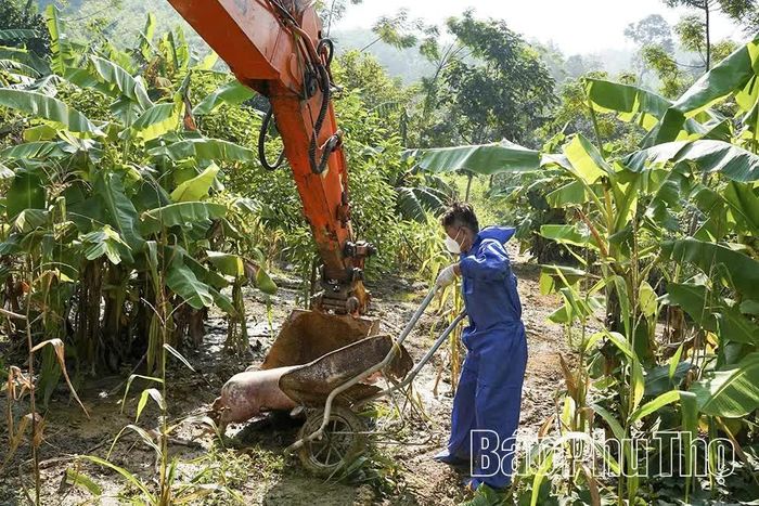 Lực lượng chức năng tiến hành tiêu hủy lợn nhiễm bệnh theo đúng quy định.