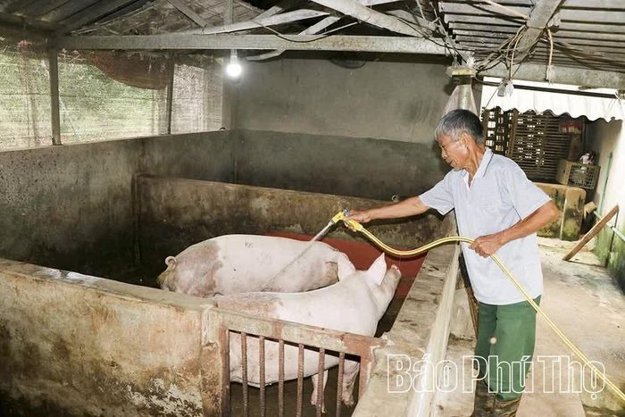 Cơ quan chức năng khuyến cáo các hộ dân chỉ tái đàn khi bảo đảm an toàn dịch bệnh.