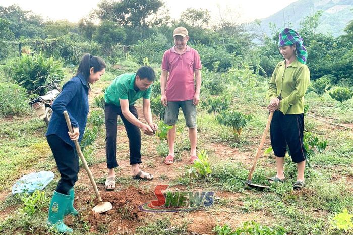 Cán bộ bản Băng Dạ, xã Bó Sinh hướng dẫn các hộ kỹ thuật trồng, chăm sóc cây cà phê.