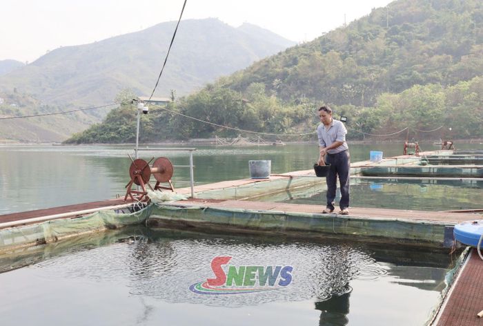 Mô hình nuôi cá lồng của hội viên cựu chiến binh bản Pá Uôn, xã Quỳnh Nhai.