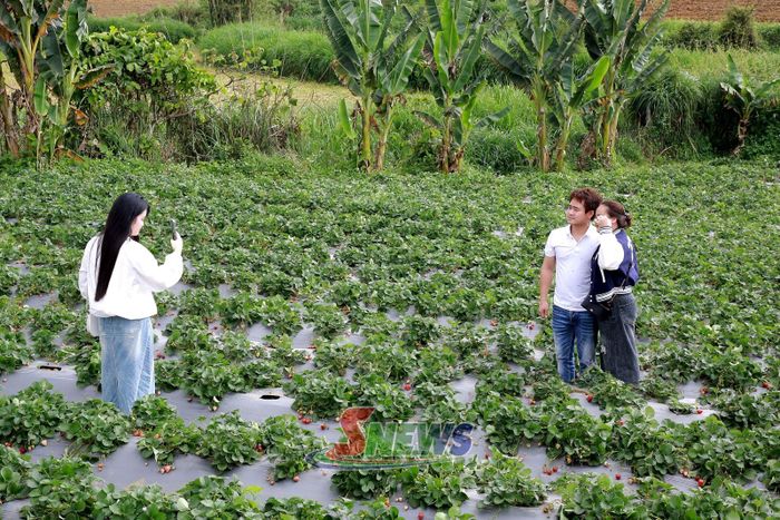 Du khách trải nghiệm tại vườn dâu tây Lỏi Tươi Farm.