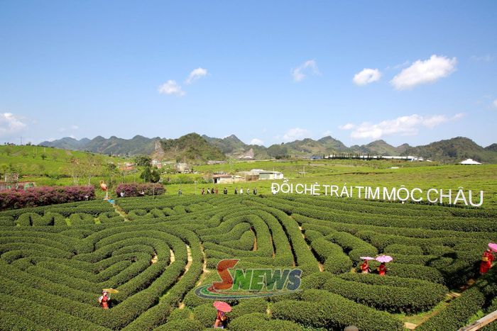 Đồi chè trái tim Mộc Châu điểm tham quan du lịch thu hút du khách.
