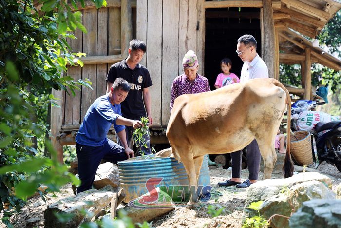 Nông dân xã Tạ Khoa phát triển mô hình chăn nuôi.