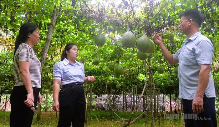 Người dân thôn Quang Hải nâng cao thu nhập từ cây gấc, một trong nhóm “3 cây, 3 con” chủ lực được xã Kim Bình lựa chọn phát triển theo hướng hàng hóa.