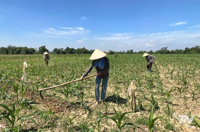 Người dân tại 2 xóm Hà Châu và Nga My vẫn canh tác trên bãi bồi này nhiều năm nay.