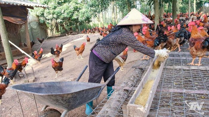 Giá gà giảm trong khi chi phí thức ăn chăn nuôi tăng khiến nhiều người chịu lỗ.
