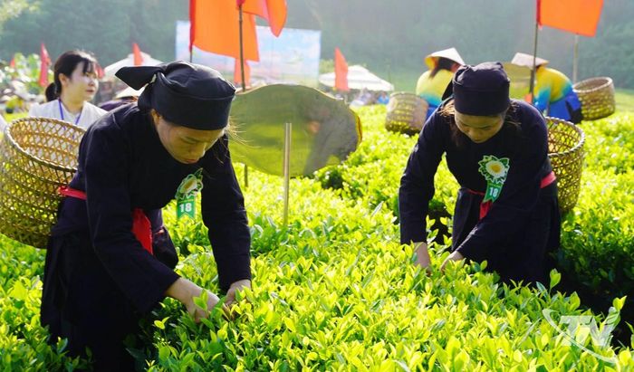 Phần thi hái chè tạ Hội thi "Hái nắng nương xanh - hương trà Văn Hán".
