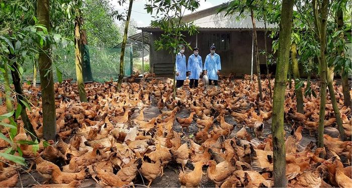 Kiểm tra công tác thú y ở một trang trại.
