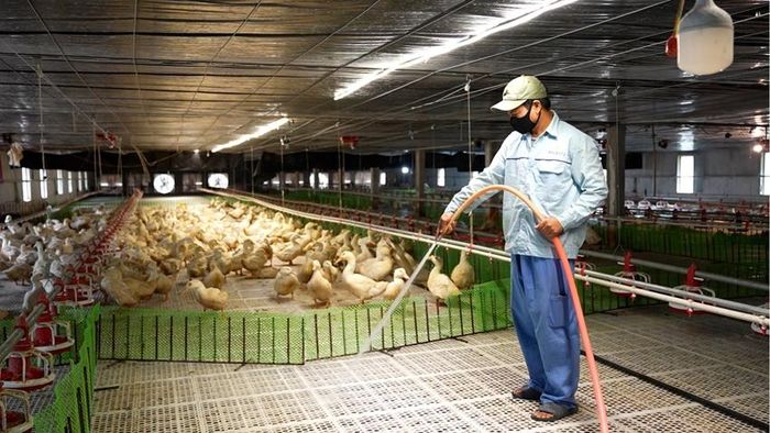 Ông Hồ Duy Tuyến, chủ trang trại chăn nuôi vịt vệ sinh hệ thống chuồng trại.