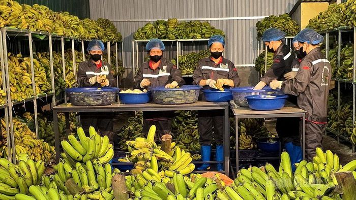 HTX Hùng An xây dựng chuỗi khép kín nhờ liên kết với doanh nghiệp.