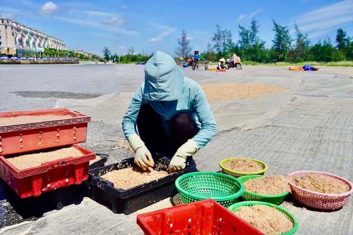 Ruốc được đưa lên bờ, nhặt sạch rác và phơi khô.