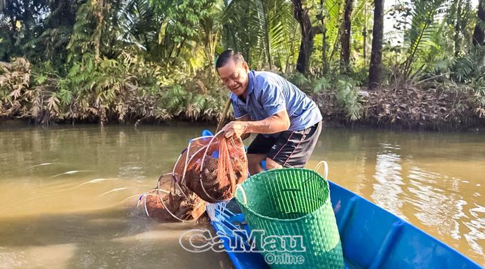  Người dân xã Đầm Dơi thu hoạch tôm nuôi quảng canh cải tiến.