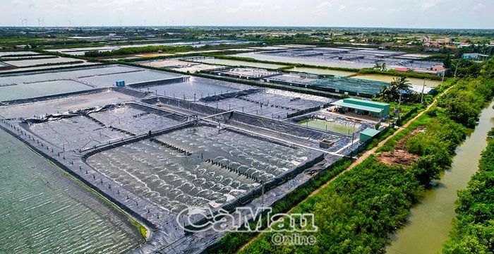 Nuôi tôm siêu thâm canh là một trong những mô hình góp phần gia tăng sản lượng tôm nuôi tại xã Vĩnh Hậu.