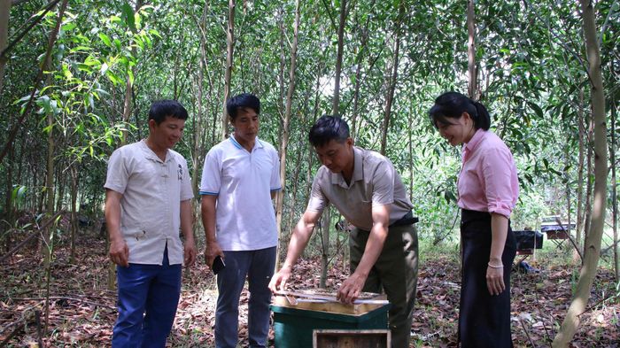 Người dân thôn Đá Bờ, xã Tuấn Đạo tăng thu nhập nhờ nuôi ong dưới tán rừng. Ảnh Sơn Đông