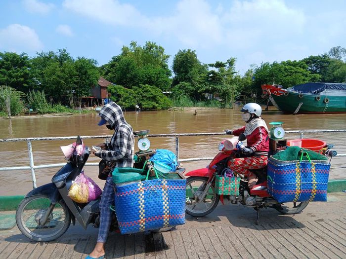 Cá linh được thương lái đưa đi tiêu thụ