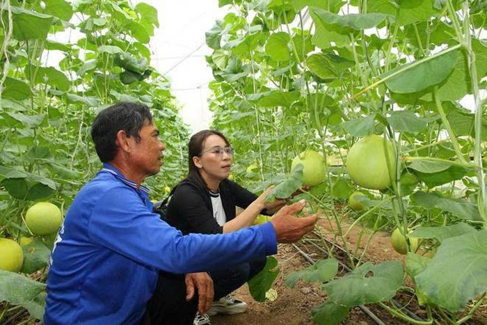 Nông dân vùng ĐBSCL tổ chức trồng dưa lưới trong mùa lũ