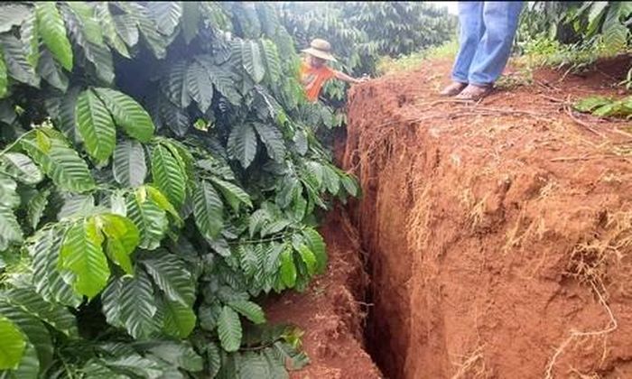 Những vết nứt toác kéo dài hàng trăm mét trong vườn cà phê của người dân.