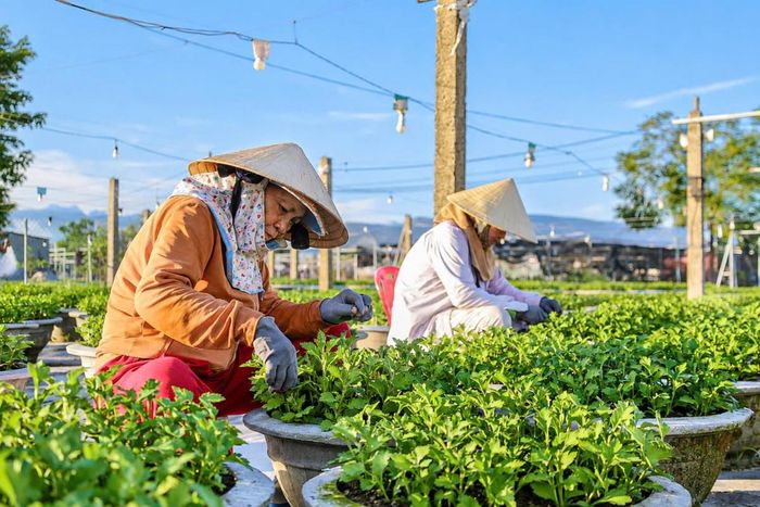 Người trồng hoa Gò Giảng tập trung chăm sóc, tạo dáng cho những chậu hoa phục vụ thị trường Tết.