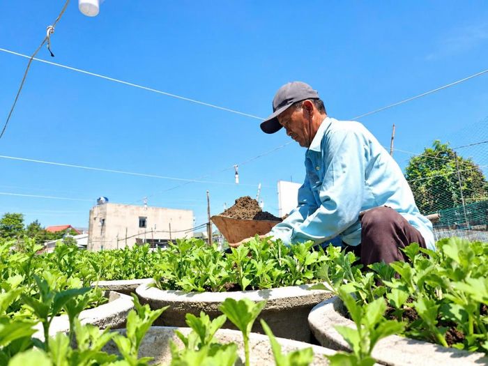 Nông dân làng hoa Hà Đông tập trung chăm sóc 1.000 chậu cúc đại đóa cho vụ Tết Đinh Mùi 2027.