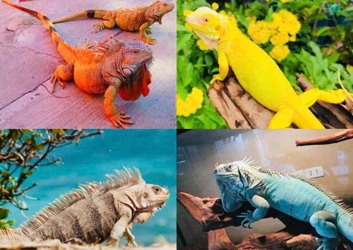 Rồng Nam Mỹ (Iguana iguana) là loài bò sát có nguồn gốc từ khu vực Trung và Nam Mỹ, thuộc đối tượng được quản lý theo quy định của CITES - Ảnh minh họa