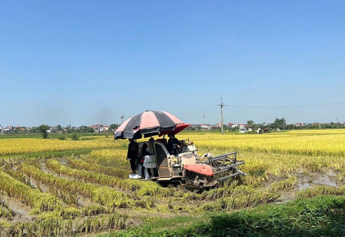 Năng suất lúa vụ xuân của xã Ứng Hòa đạt 69,85 tạ/ha, sản lượng hơn 17.345 tấn. Ảnh: Lê Quí