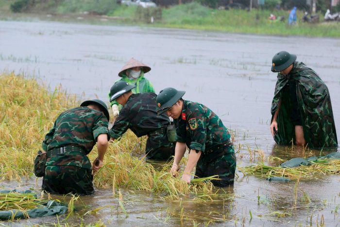 Các chiến sỹ Bộ Tư lệnh Thủ đô hỗ trợ nhân dân thu hoạch hoa màu trong mùa mưa bão. Ảnh: Hữu Thu