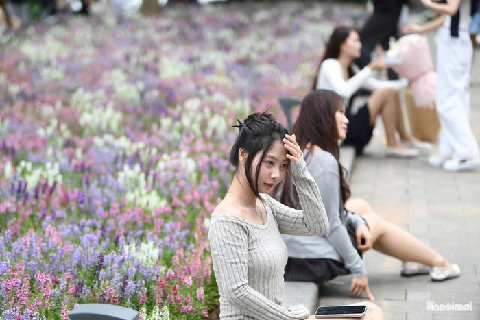 Vẻ đẹp không quá rực rỡ nhưng đủ gây chú ý với những người đi qua. Theo ghi nhận của phóng viên, khu vực trồng hoa liên tục có người dừng lại ngắm nhìn. Nhiều người tranh thủ dùng điện thoại ghi lại hình ảnh loài hoa còn khá mới mẻ với không ít du khách.