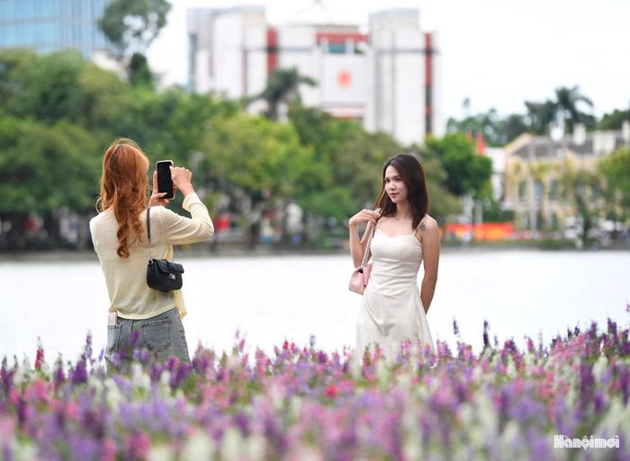 Nhiều bạn trẻ tạo dáng bên những khóm violet Nhật. Phía sau là mặt hồ và không gian trụ sở HĐND - UBND thành phố Hà Nội, tạo nên phông nền quen thuộc nhưng mang diện mạo mới nhờ sắc hoa.