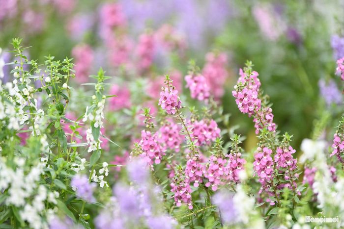 Với sắc tím, hồng và trắng nổi bật, violet Nhật đang góp thêm một gam màu nhẹ nhàng cho Hồ Gươm trong những ngày Hà Nội bước sâu vào mùa thu.