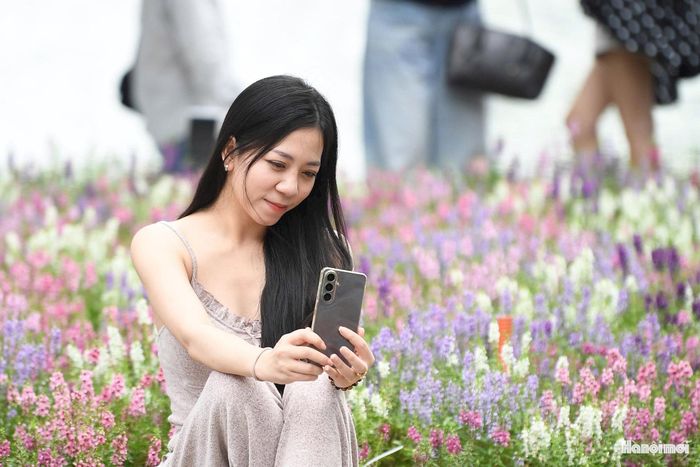 Sự xuất hiện của một loài hoa mới khiến cung đường quen thuộc quanh Hồ Gươm có thêm những điểm dừng chân. Với người dân Thủ đô, đôi khi chỉ một thay đổi nhỏ trong cảnh quan cũng đủ mang lại cảm giác mới mẻ khi trở lại nơi thân thuộc.