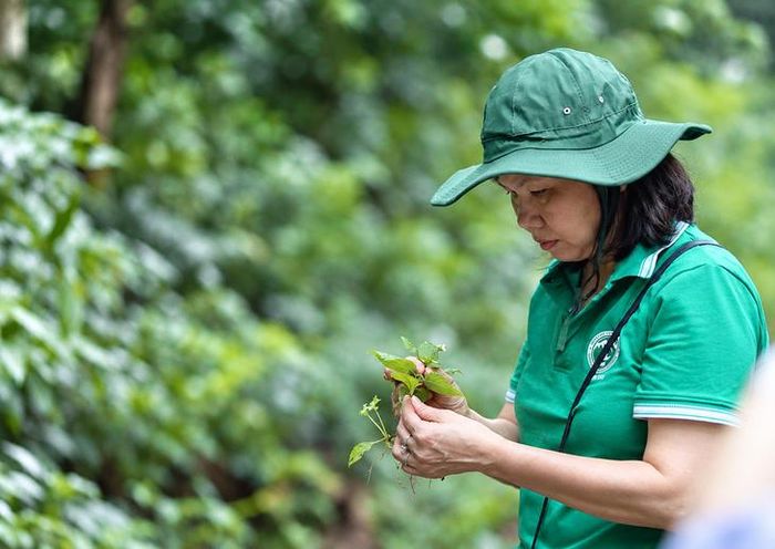 PGS.TS Phạm Thanh Huyền và hành trình hơn 31 năm bền bỉ gìn giữ nguồn tài nguyên dược liệu Việt Nam