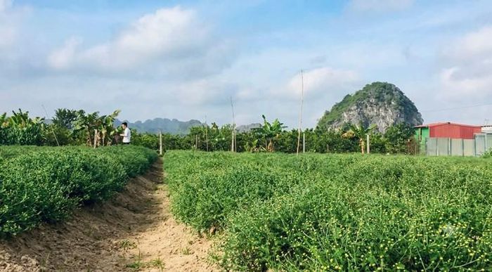 Cúc hoa vàng mùa thu hoạch. Ảnh: PV.