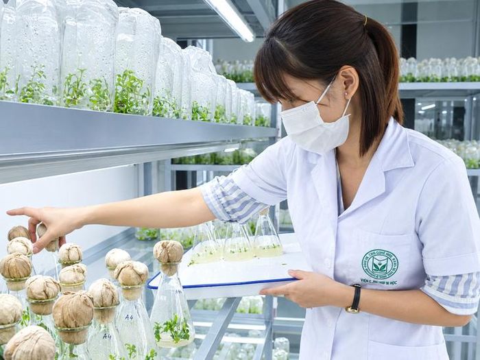Nhân giống dược liệu quý tại Viện Dược liệu. 
