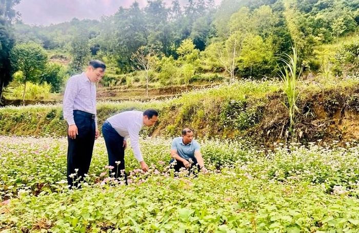 Bí thư Đảng ủy xã Lũng Cú Dương Ngọc Đức kiểm tra tiến độ gieo trồng, chăm sóc hoa tam giác mạch trên địa bàn xã