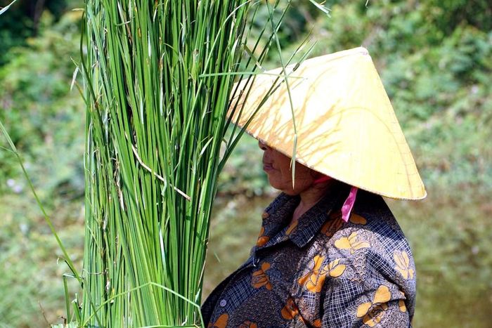 Người dân thu hoạch lác