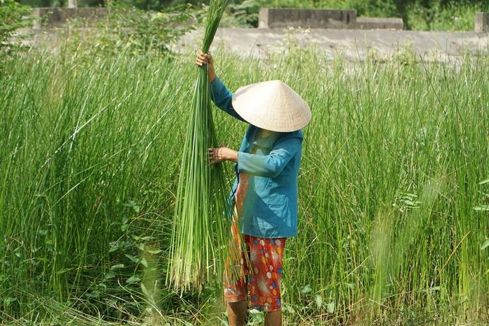 Người làm nghề ưu tiên thân lác dài, đều và dẻo để thuận lợi cho các công đoạn chẻ, phơi, nhuộm và dệt