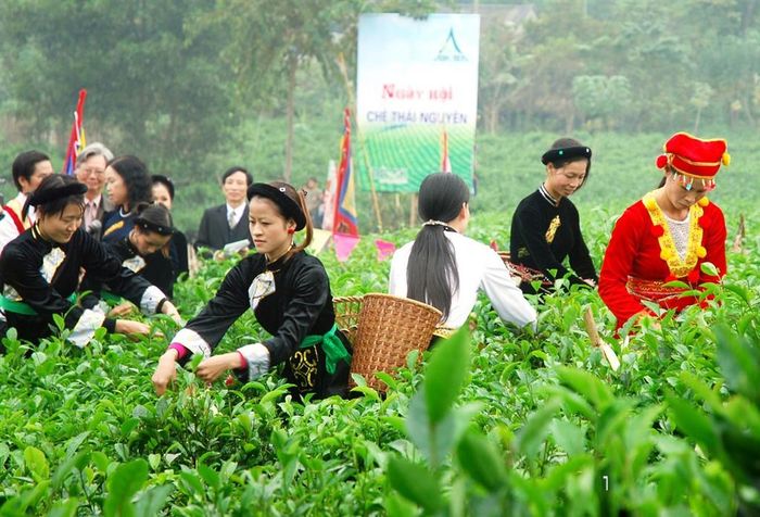 Du khách có thể trực tiếp trải nghiệm tại đồi chè, cùng người nông dân làm trà, hái búp, học cách sao trà và mang về sản phẩm do chính mình tạo ra