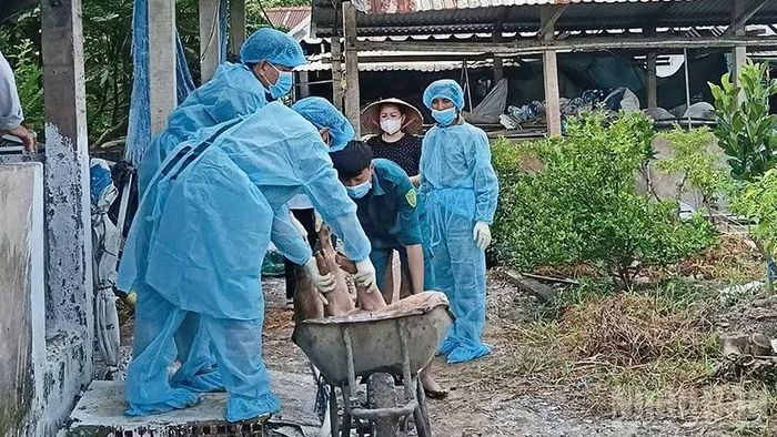 Lực lượng chức năng tiến hành tiêu hủy lợn bị bệnh. (Ảnh: CTV)