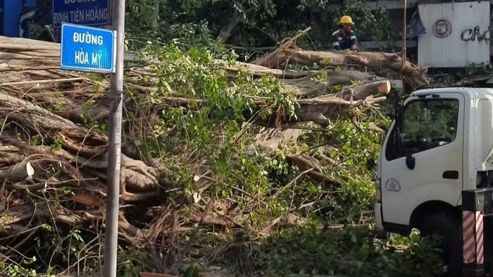 Nhân viên cây xanh khắc phục sự cố cây xanh gãy đổ. (Ảnh: VÕ LÊ)